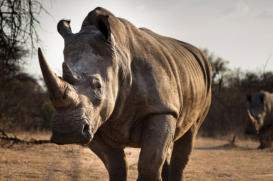 black rhinoceros conservation status