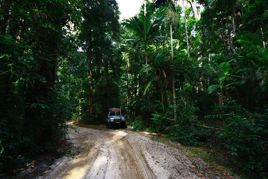 4 Wheel driving in a tunnel of deep green forest with rays of sunlight pouring through the leaves.