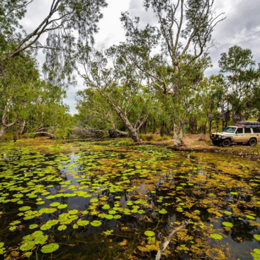 lake with Lilly pads