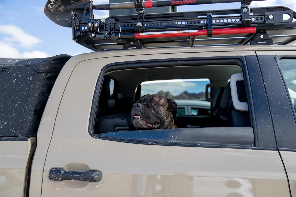 Puppy relaxing on the backseat.