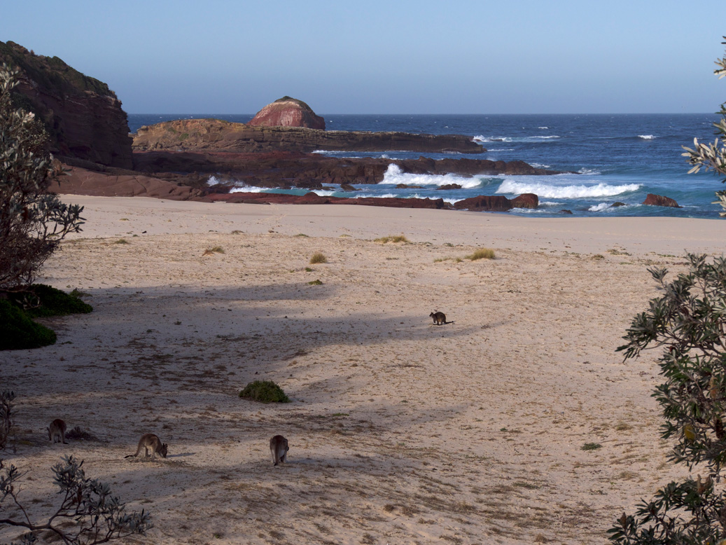 Kangaroos on the beach