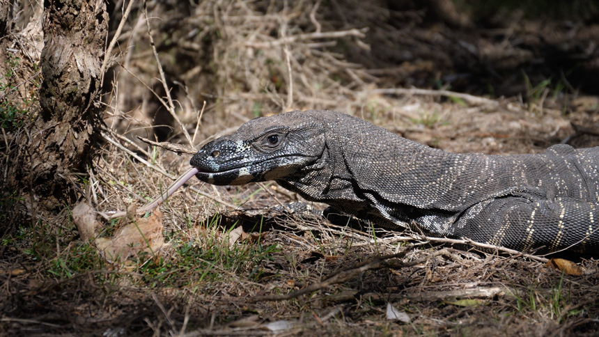 Monitor Lizard